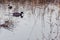 High angle shot of two mallards swimming in a pond with tall grass