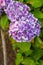 High-angle shot of a vibrant French hydrangea in a lush green with a blurry background