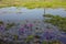 High angle shot of water lilies and hyacinths flowers floating on the lake. Beautiful waterlily leaves and hyacinths plants