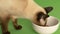 High angle of Siamese cat eating