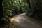 High-angle of a sunlit road with green trees on both sides