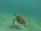 High-angle underwater view of a Loggerhead sea turtle swimming