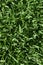 High angle vertical shot of bright green grass