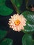 High angle vertical view to a blooming cream pink colored waterlily on the pond. Vertical background with blossoming lotus flower