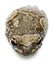 High angle view of Amazon Milk Frog