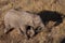 High angle view of baby elephant