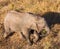 High angle view of baby elephant