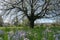 High angle view of a big cherry tree in white blossom with mayflower