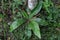 High angle view of a Bird\\\'s Nest Fern plant growing on the ground near a betel nut tree stump