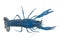 High angle view of Blue crayfish