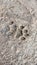 high angle view of cat footprints on sand