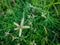 High Angle View of Close-up Crowfoot Grass