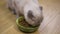 High angle view closeup fluffy cat eating delicious dry food in slow motion. Close-up furry lovely Scottish Fold