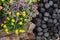 High Angle View Of Colorful Flowers And Plants With Coal And Wood