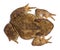 High angle view of Common toad or European toad, Bufo bufo