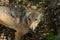 High angle view of a coyote looking up in a forest under the sunlight