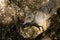 High angle view of a coyote looking up in a forest under the sunlight