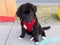 High angle view of cute 12-week old black and white Labernese puppy sitting on sidewalk