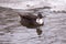 High angle view of a dark Duclair duck wading in shallow stream in the Maizerets Domain during a cold winter day