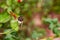 High angle view of dragonfly sitting on dried flower in front of blurred background with a copy space. wildlife concept.jpg