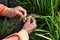 high angle view farmer hand and ear of green rice in selective focus