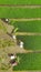 High Angle View Of Farmers Working On Agricultural Field