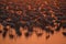 High angle view of flock of flamingos standing in water at sunset
