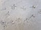 High Angle View of Foot Prints of Birds on Concrete Floor