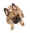 High angle view of French bulldog, studio shot