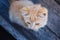 High angle view of fuzzy orange tabby kitten looking at something outside camera view.