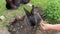 High angle view of girl feeding grass to rabbits