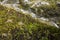 High angle view of the grass and the stones around the waterfall in Kinkakuji, Kyoto, Japan