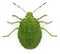 High angle view of a Green shield bug