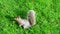 High angle view of a grey squirrel in a park at brighton