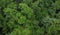 High angle view of a group of growing green trees in the environment countryside