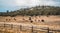 High angle view of a herd of bulls in the Zion National Park, USA