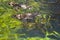 High angle view of Humboldt penguins (Spheniscus Humboldt) swimming in a pond