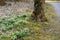 High angle view of illuminated forest floor with white snowdrops and tree trunk in spring