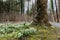 High angle view of illuminated forest floor with white snowdrops and tree trunk in spring