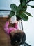 High angle view of kid watering fiddle fig potted plant in apartment near window