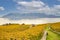 High-angle view landscape autumn leaves of Vineyard lake at Lausanne city in October of the year. On the north coast of Lake Genev