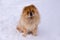 High angle view of large beautiful reddish blond chow chow sitting in pristine fresh snow