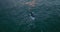 High angle view of large whale emerged on sea surface. Tilt up reveal colourful sunset sky.