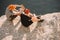 high angle view of male travelers in protective helmets clinking by cans on rocky cliff