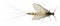 High angle view of Mayfly, Ephemera danica