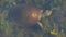 High angle view of a northern yellow-faced turtle swimming among freshwater plants in a billabong