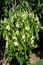 HIgh angle view over beautiful white flowers