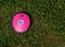 High angle view of pink discus off center in green grass
