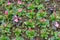 High angle view of pink Melastome flowers with green leaves in garden