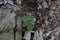 High angle view of a planted small Vegetable Hummingbird plant on the ground